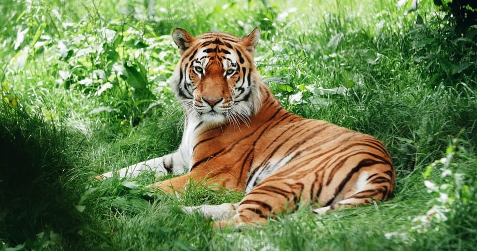 3-Day Ranthambore Tiger Safari Tour From Delhi - Additional Information