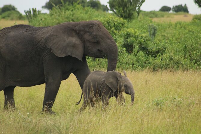 3-Day Ultimate Big Five Safari - Murchison Falls & Rhinos - Day 3 Activities