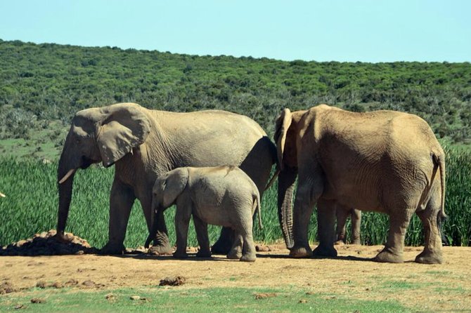 3 Day Wildlife Safari Tour - Garden Route Small Group Tour From Cape Town - Pickup and Schedule