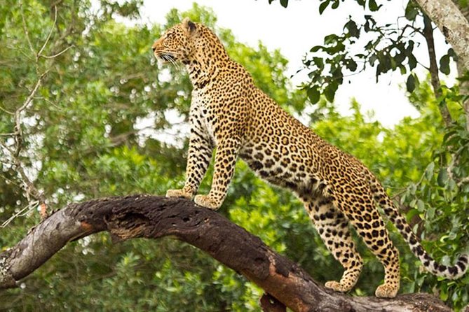 3 Days 2 Nights Masai Mara Budget Safari From Nairobi - Included Meals and Beverages
