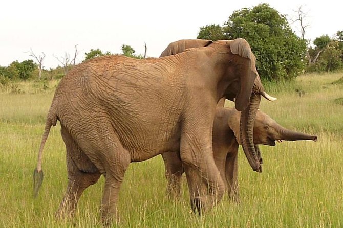 3 Days 2 Nights Masai Mara Enchoro Wildlife Camp - Cancellation Policy