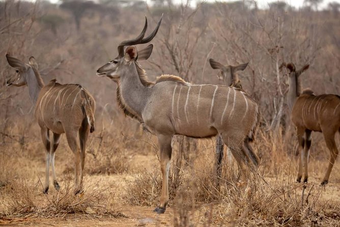3 Days Explore Selous Game Reserve + Boat Safari + Bushman Walking - Daily Itinerary