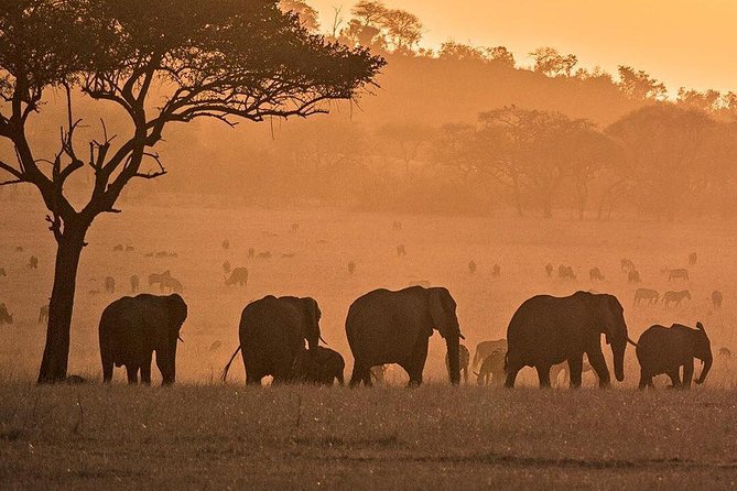 3 Days Fly in Safari - Pricing and Booking Details