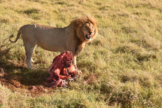 3 Days Gamedrive Safari In Masai Mara From Nairobi - Detailed Itinerary Breakdown
