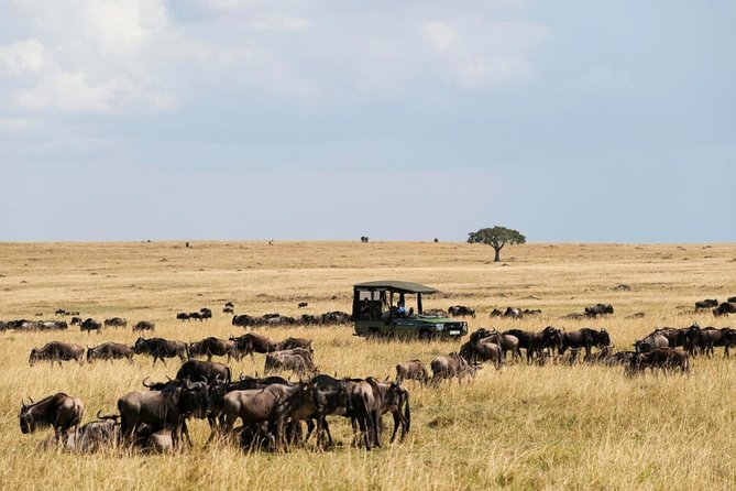 3 Days Maasai Mara Guided Safari From Nairobi - Day 2 Adventures