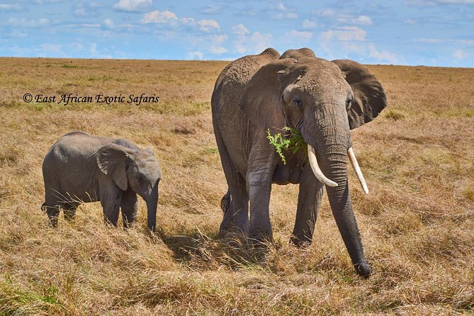3 Days Masai Mara Budget Safari - Day 1: Arrival and Exploration