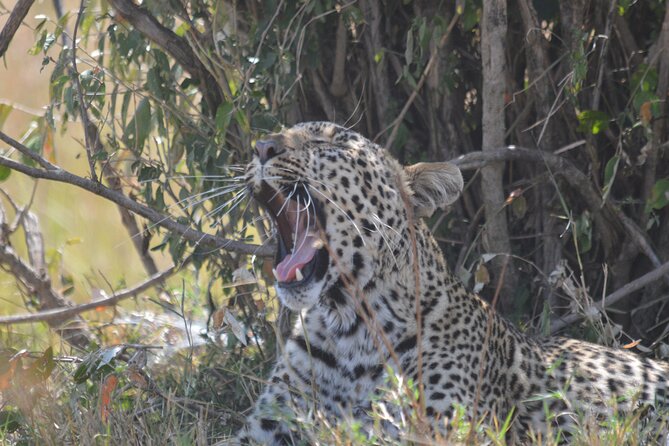 3-Days Masai Mara Rhythms Safari - Accommodation Details