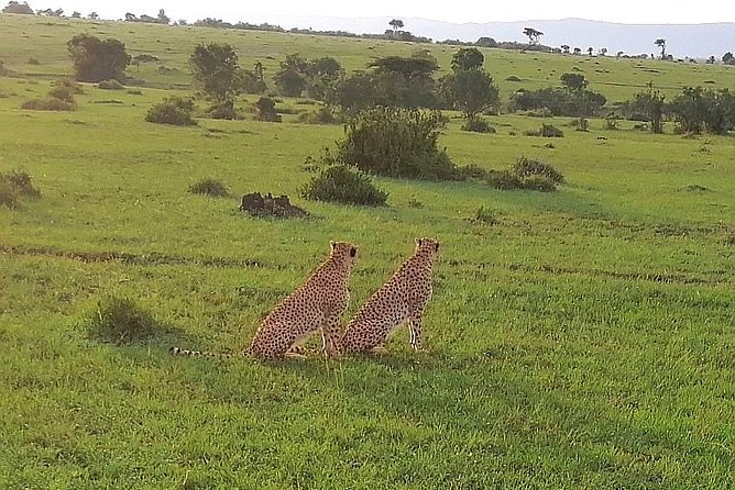 3 Days Masai Mara Safari Group Joining (Daily Departures) - Inclusions and What to Expect