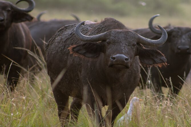 3 Days Murchison Falls Adventure Wildlife Safari Uganda Tour - Day 3 Summary