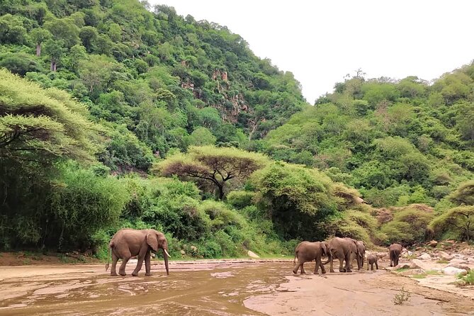 3 Days Nyerere (Selous) Park Private Safari With Boat Trip - Authentic Lodge Accommodations