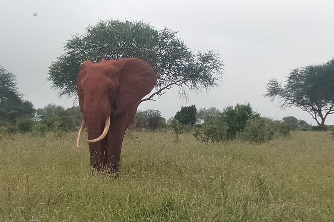 3 Days Safari Tsavo East and Amboseli National Park. - Safari Itinerary and Schedule