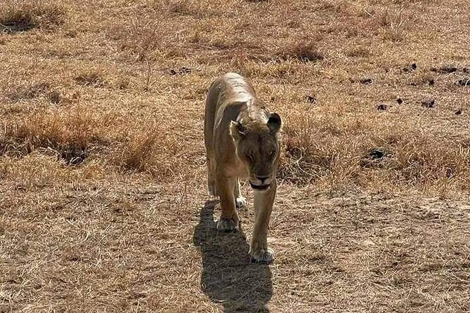 3 Days Selous (Nyerere National Park) - Accommodation and Meals Included