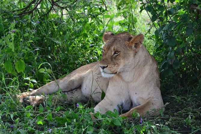 3 Days Serengeti & Ngorongoro Tour - Booking Information