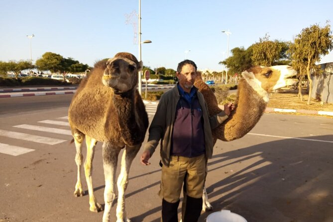 3-Hour Camel Ride at Sunset - Scenic Highlights