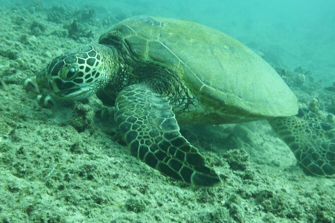3-Hour Maalaea Luxury Snorkel Cruise Tour for up 6 Guests - Health and Safety