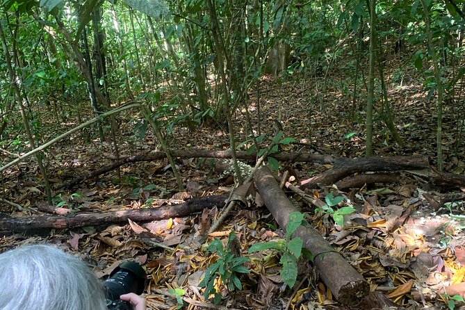 3 Hours Uvita Bird Watching Oro Verde - Reviews and Experience Highlights