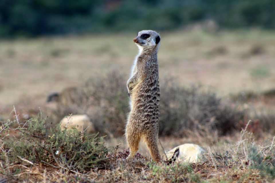 4-Day Addo to Karoo Safari - Inclusions and Exclusions