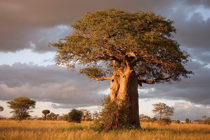 4 Day: Astonishing Group Safari - Meeting and Pickup Details