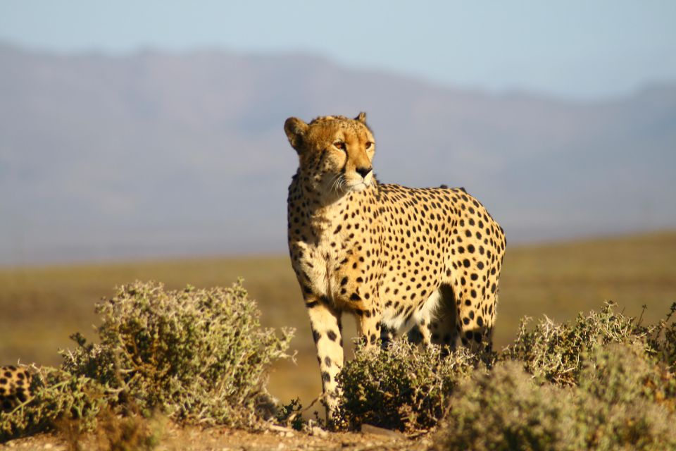 4 Day Cape Town Essential Tour & Big 5 Safari At Inverdoorn - Itinerary Highlights: Day 3