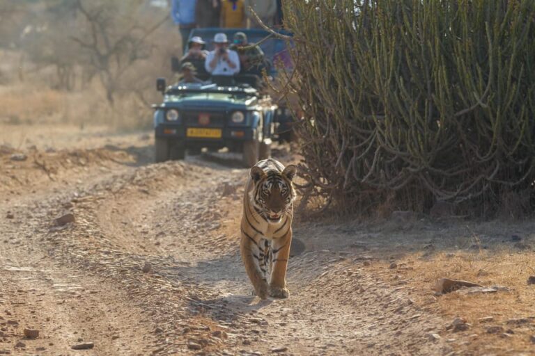 4-Day Golden Triangle & Ranthambore Tiger Safari From Delhi