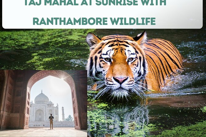 4 Day Golden Triangle Tour With Ranthambore Tiger Safari India - Customer Experiences
