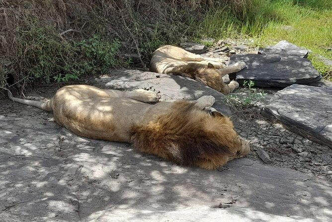 4-Day Masai Mara and Lake Nakuru Safari From Nairobi - Wildlife and Scenic Highlights