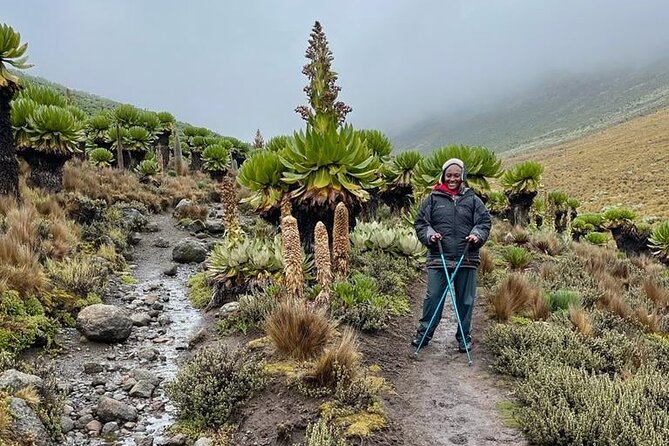 4-Day Mount Kenya Trekking With Pick up - Highlights of the Trek