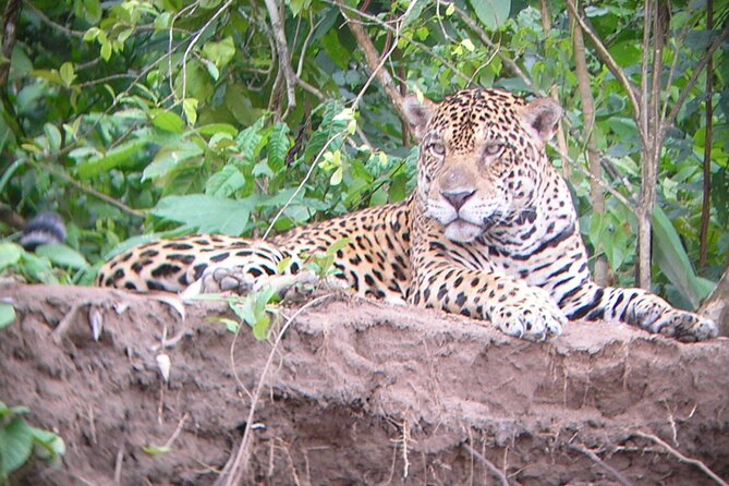4-Day Private Tour to Manu National Park From Cusco - Dining and Meals