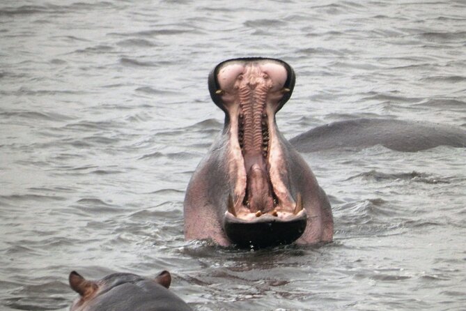 4-Day Safari From Arusha: Tarangire, Serengeti and Ngorongoro - Day 4: Ngorongoro Crater