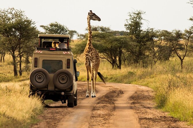 4-Day Serengeti, Ngorongoro, & Lake Manyara Budget Tour - Transportation and Guides