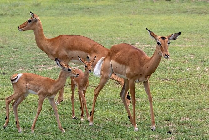 4 Day: Taste of Wildlife - Wildlife Experiences
