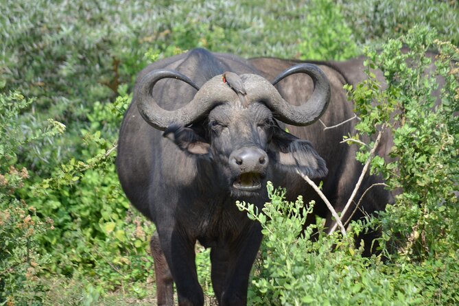 4 Days Adventure Camping Safari - Included Amenities