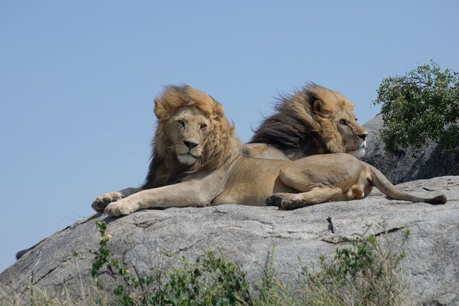 4 Days Best Experience Kilimanjaro Hike, Serengeti &Ngorongoro - Day 2: Serengeti National Park