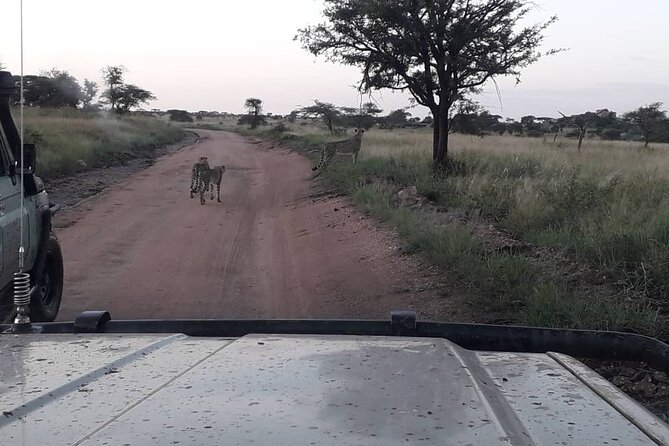 4 Days Group Joining Camping Safari to Tarangire Serengeti Ngorongoro Crater - Camping Accommodations