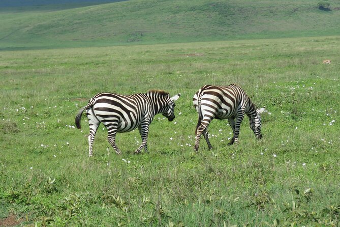 4 Days Joining Safari : Lake Manyara, Serengeti & Ngorongoro - Pricing and Cancellation Policy