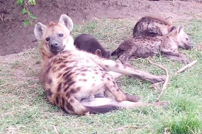 4 Days - Majestic Maasai Mara and Lake Nakuru Safari - Transportation Information