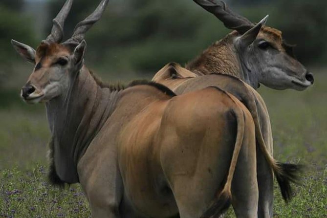 4 Days Tanzania Safari - Booking and Cancellation
