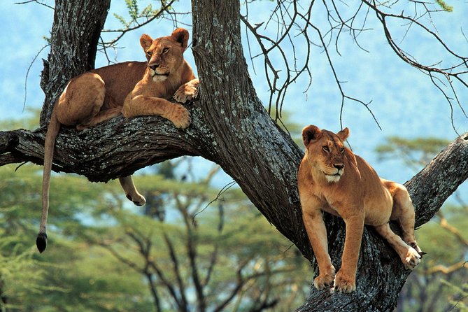 4 Days Tarangire, Serengeti & Ngorongoro Crater Joining Group Safari Tour - Group Size Benefits