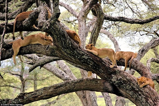 4 Days Tarangire Serengeti Ngorongoro Crater - Day 3: Ngorongoro Conservation Area