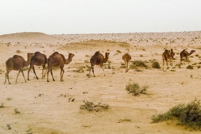 4 Days Tunisia Discovery Private Tour - Tour Pricing and Cancellation
