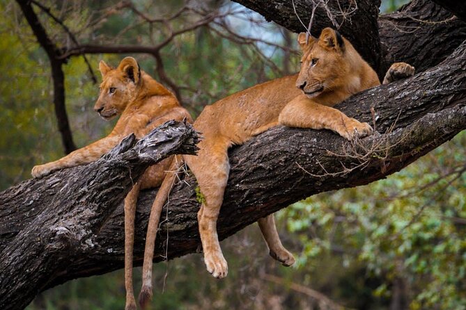 4 Days:tanzania Budget Safari - Itinerary and Activities