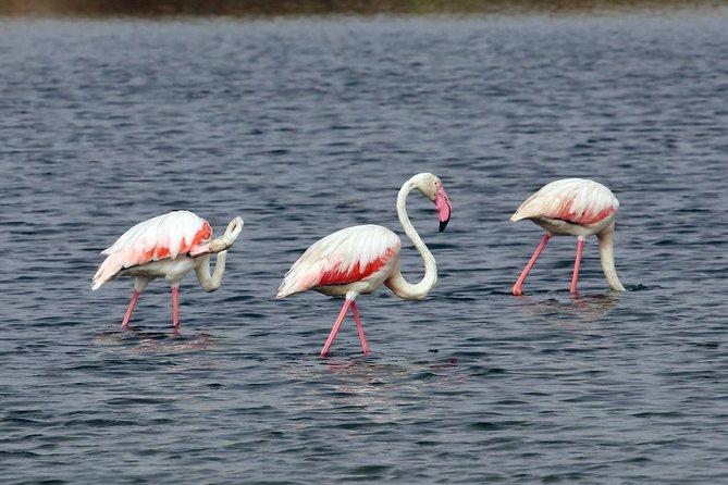 4-Hour Private Boat Tour in Ria Formosa - Customer Reviews