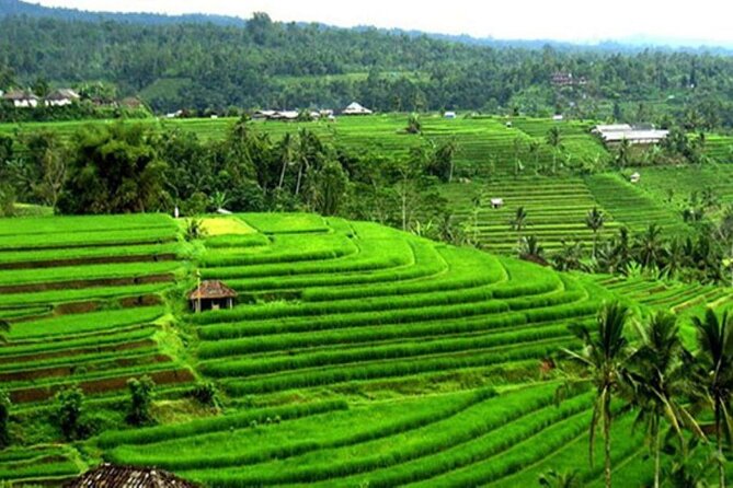 4-Hour Private Tour in Jatiluwih Terraces and Butterfly Park - Booking Process