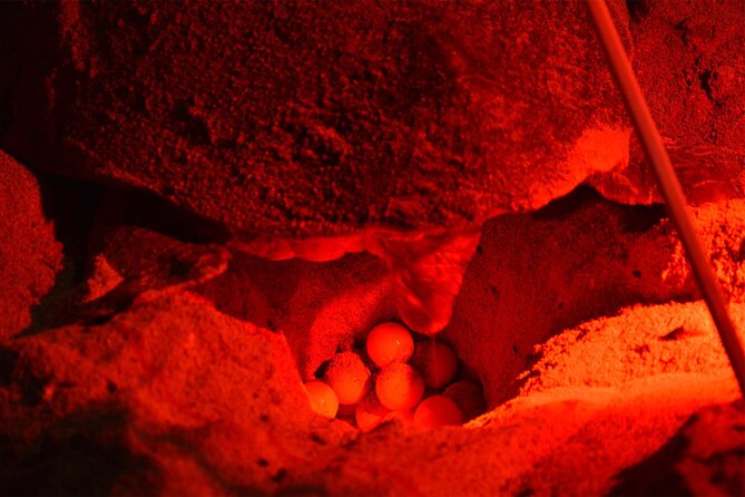 4h Turtle Watching With SSV Buggy Night 4WD - Inclusions and Exclusions