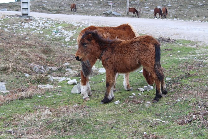 4X4 Tour - Discovering Serra D'arga - Exceptional Guide Experiences