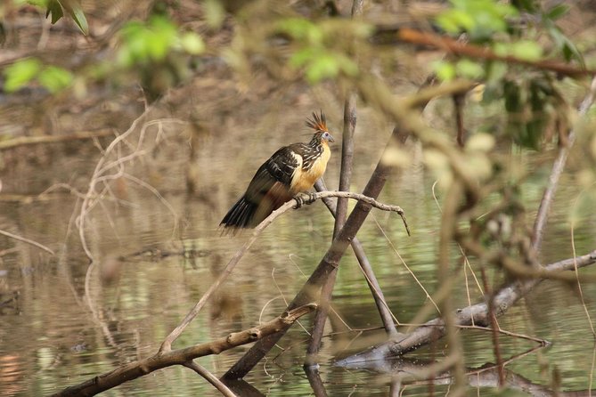 5-Day All Inclusive Cuyabeno Amazon Adventure With Accommodation in Eco Lodge - Meeting and Travel Information