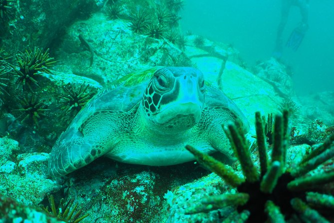 5-Day Galapagos Luxury: Santa Cruz, Isabela, With Local Flight and Snorkeling - Wildlife Encounters and Activities