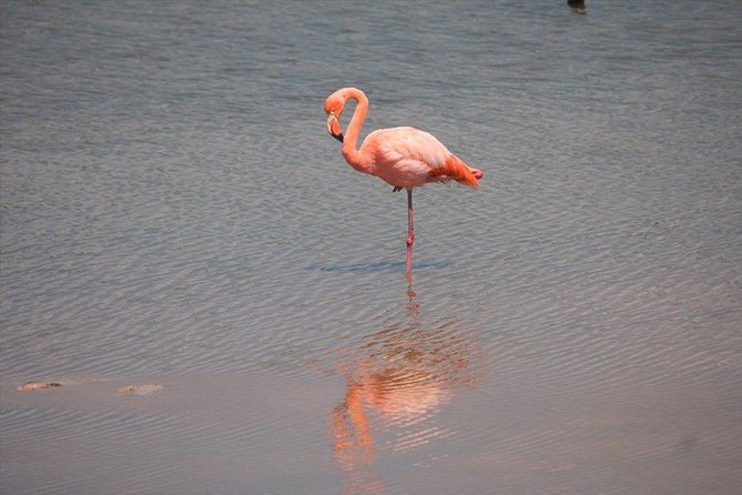 5-Day Guided Galapagos & Los Tuneles Tour - Exploring the Galapagos Islands