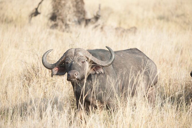 5-Day Private Camping Safari Tour in Tanzania - Guest Experiences and Reviews