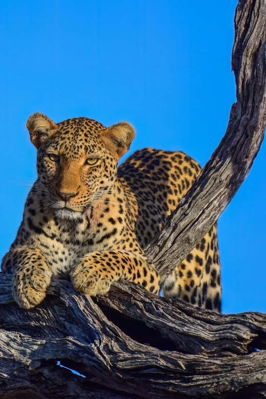 5 Day the Best of Kruger National Park Safari - Spotting the Iconic Big 5